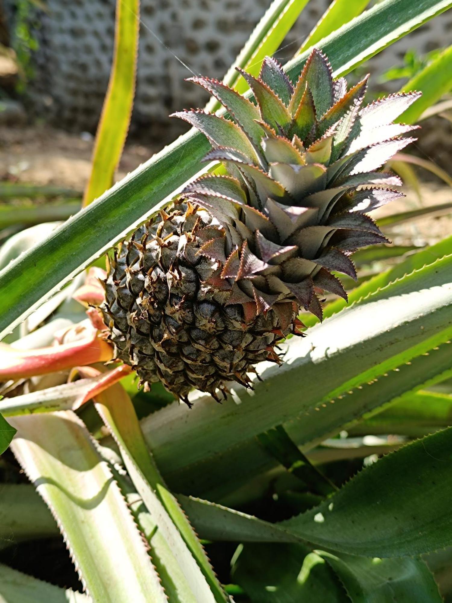 El Paraiso De Carmen パロミノ エクステリア 写真